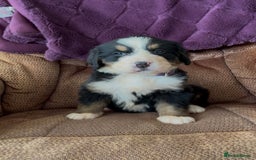 Bernese Mountain Dog dogs for sale: KC Reg Bernese Mountain Dog Puppies - Image 10