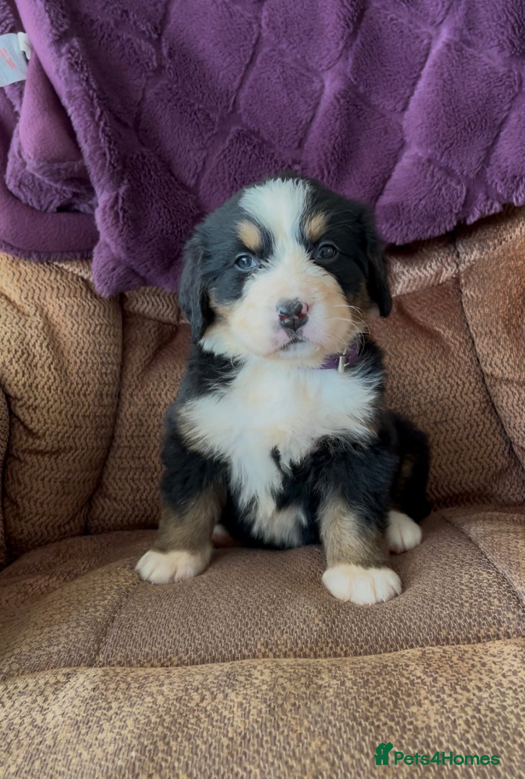 Bernese Mountain Dog dogs for sale: KC Reg Bernese Mountain Dog Puppies - Image 10