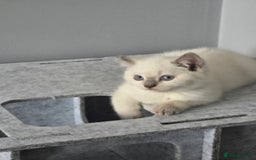 British Shorthair cats for sale: THREE MALE BRITISH SHORTHAIR KITTENS FOR SALE - Image 10