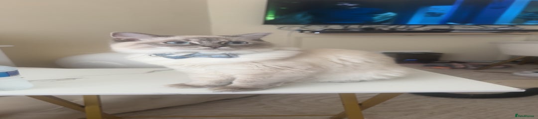 Ava
