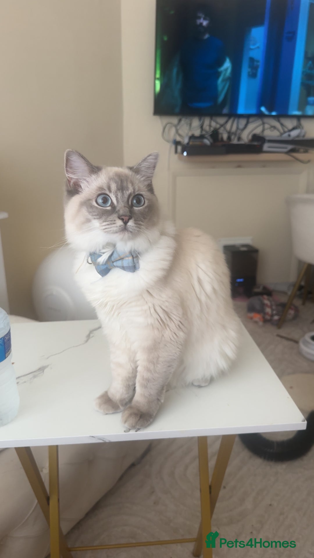 Ragdoll cats for sale: 2 ragdoll girls looking for their new homes  - Image 2