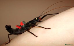 Stick Insects invertebrates for sale: 6 x Black Beauty Stick Insects Peruphasma schultei - Image 2