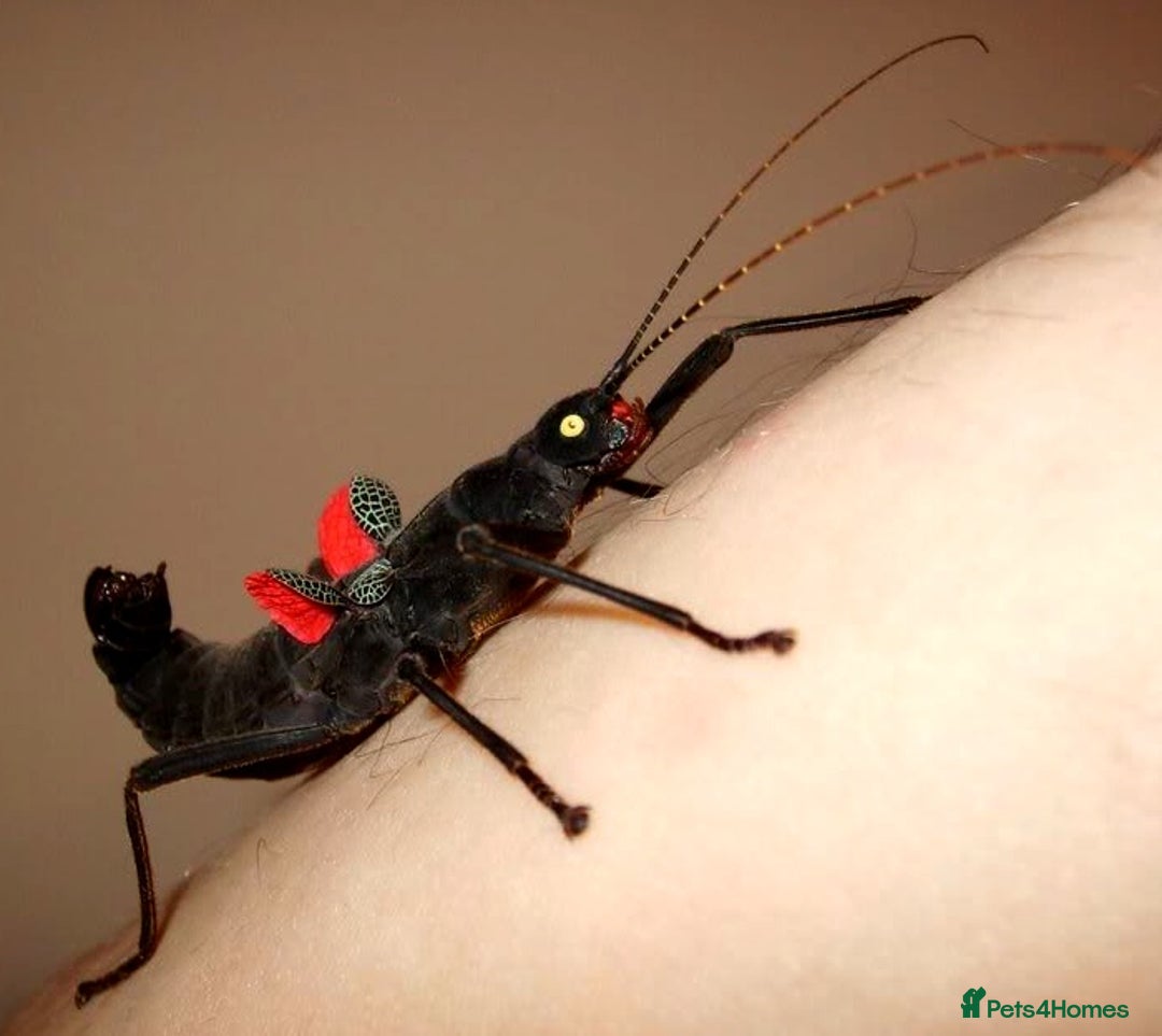 Stick Insects invertebrates for sale: 6 x Black Beauty Stick Insects Peruphasma schultei - Image 2