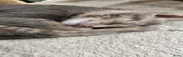 Abyssinian cats for sale: Abyssinian x kittens  - Advert 5