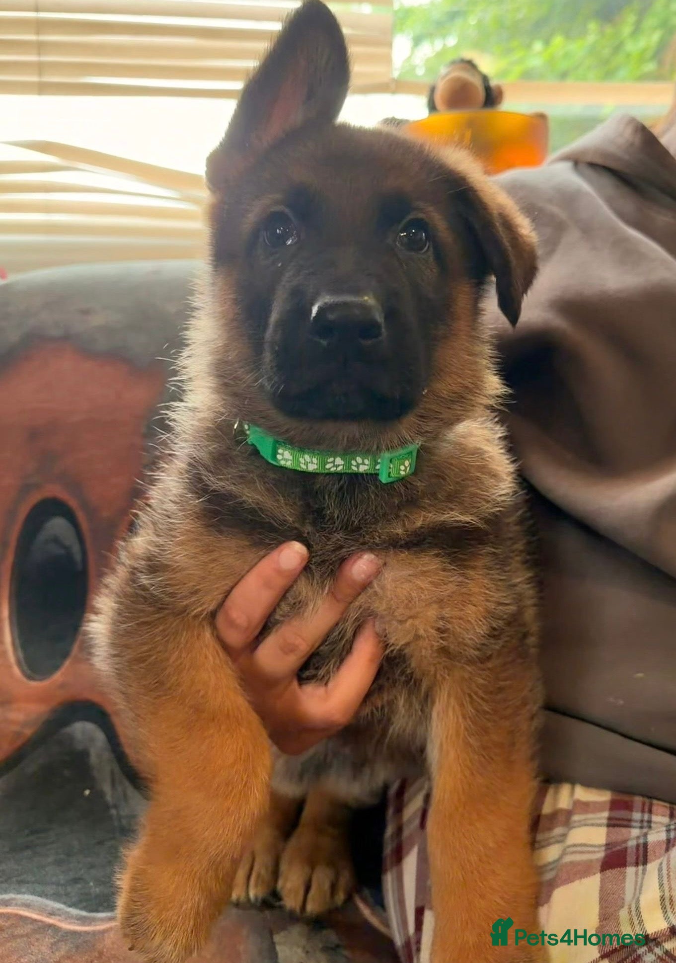 German Shepherd dogs for sale: Beautiful German Shepherd Pups  - Advert 18