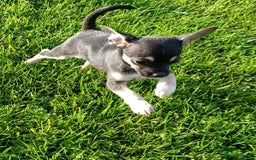 Mixed Breed dogs for sale: Stunning unique 3/4 Chihuahua x Italian greyhound  - Image 8