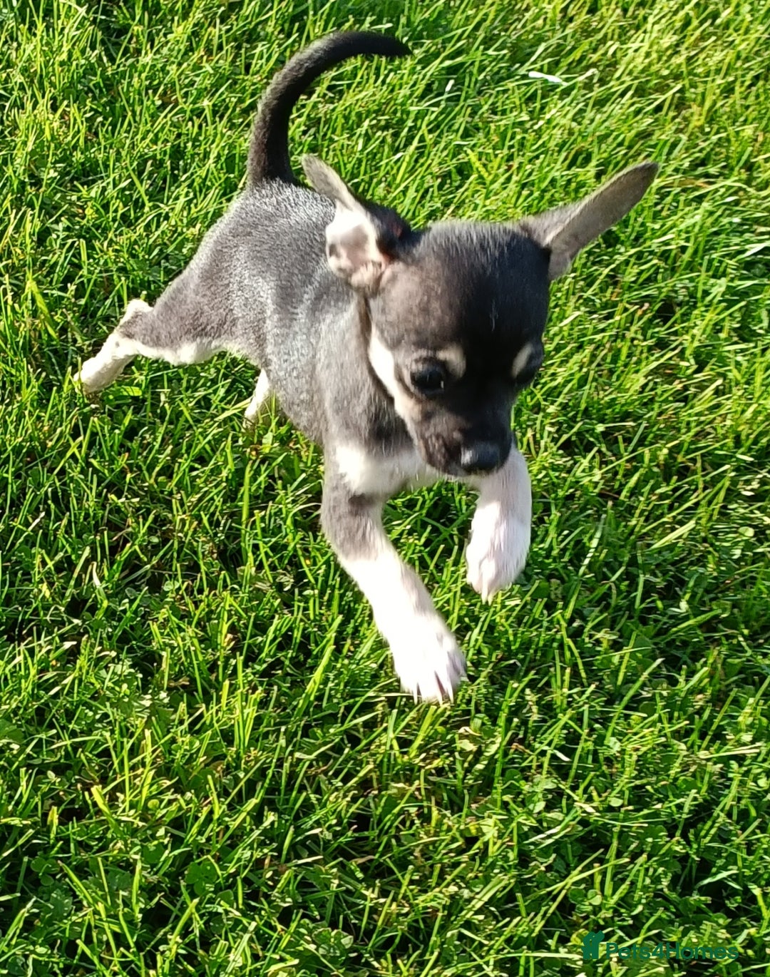 Mixed Breed dogs for sale: Stunning unique 3/4 Chihuahua x Italian greyhound  - Image 8