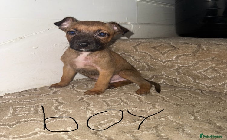 Mixed Breed dogs - Advert 9