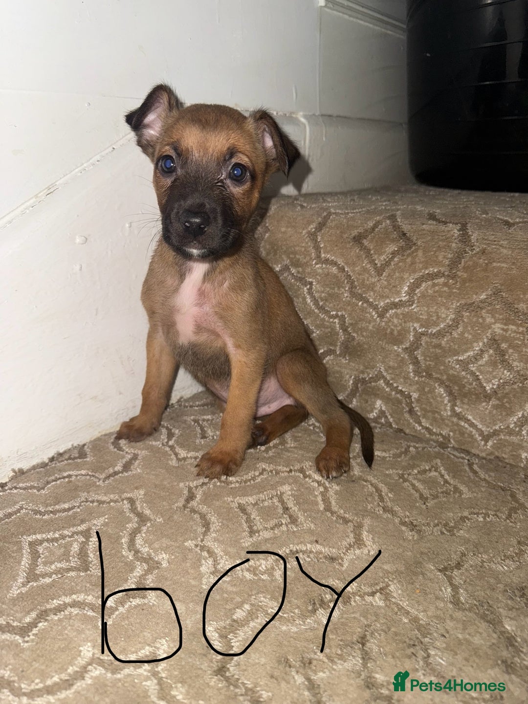 Mixed Breed dogs for sale: Mixed German Shepard ridgeback  - Image 1
