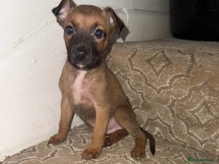 Mixed Breed dogs - Advert 5