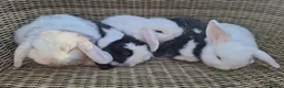 Mini Lop rabbits for sale: Bundles of fluff ready to be reserved  - Advert 3