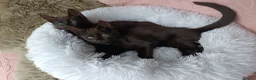 Maine Coon cats for sale: Maincoon X twin girls  - Advert 3