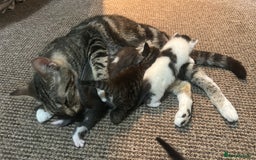 Mixed Breed cats for sale: Beautiful kittens  - Image 5