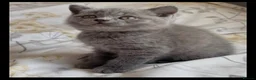 British Shorthair cats for sale: BEAUTIFUL BSH KITTENS in London - Advert 4