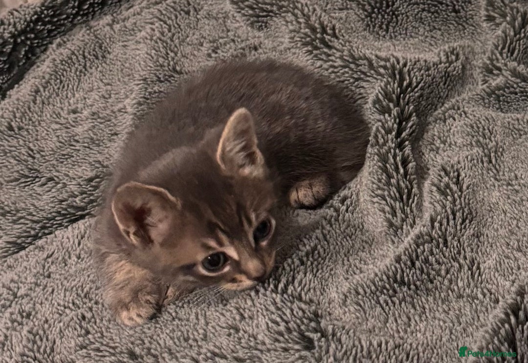 Mixed Breed cats for sale: 7 Gorgeous mixed kittens - Image 13