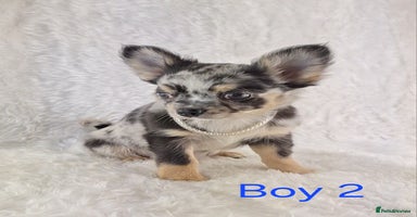 Chihuahua dogs - Advert 5