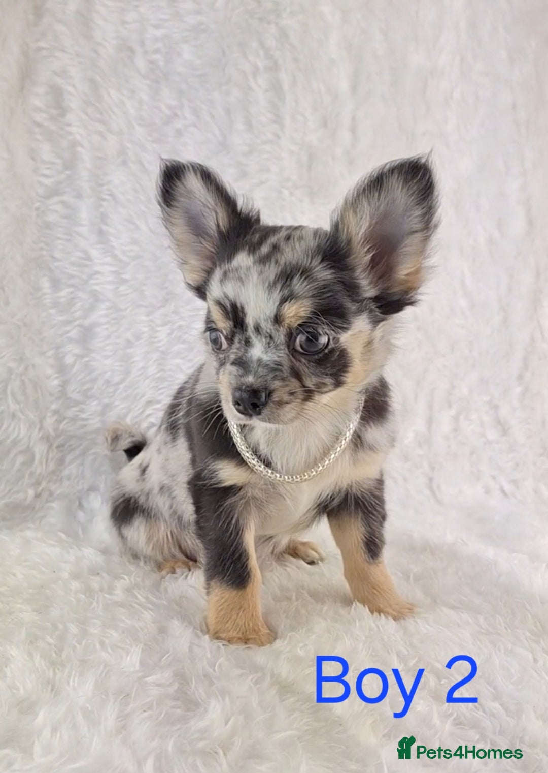 Chihuahua dogs for sale: ❣️Long Coat ❣️ Stunning Quality Chihuahuas  - Image 1