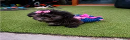 Shih Tzu dogs for sale: Beautiful Shih Tzu Puppies – 2 Boys, 4 Girls - Advert 9