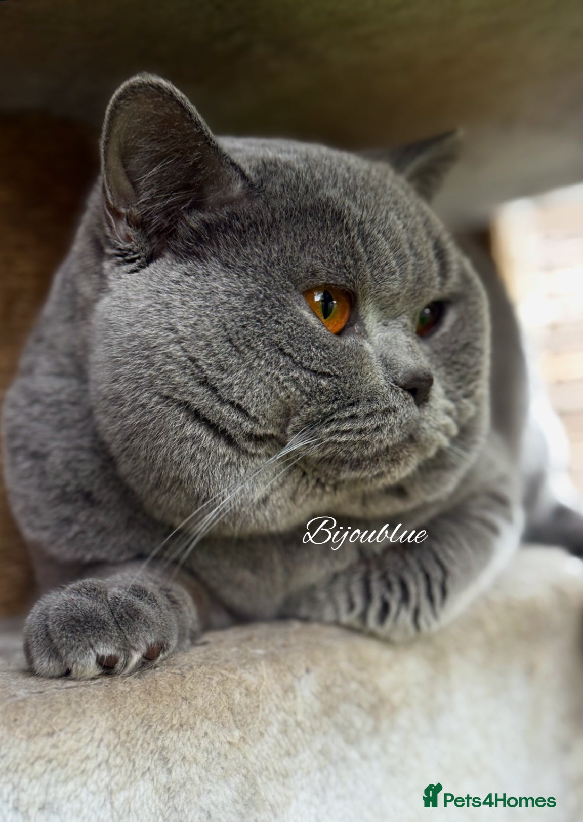British Shorthair cats Brand New Import For Stud • World-Class Type - Advert 3
