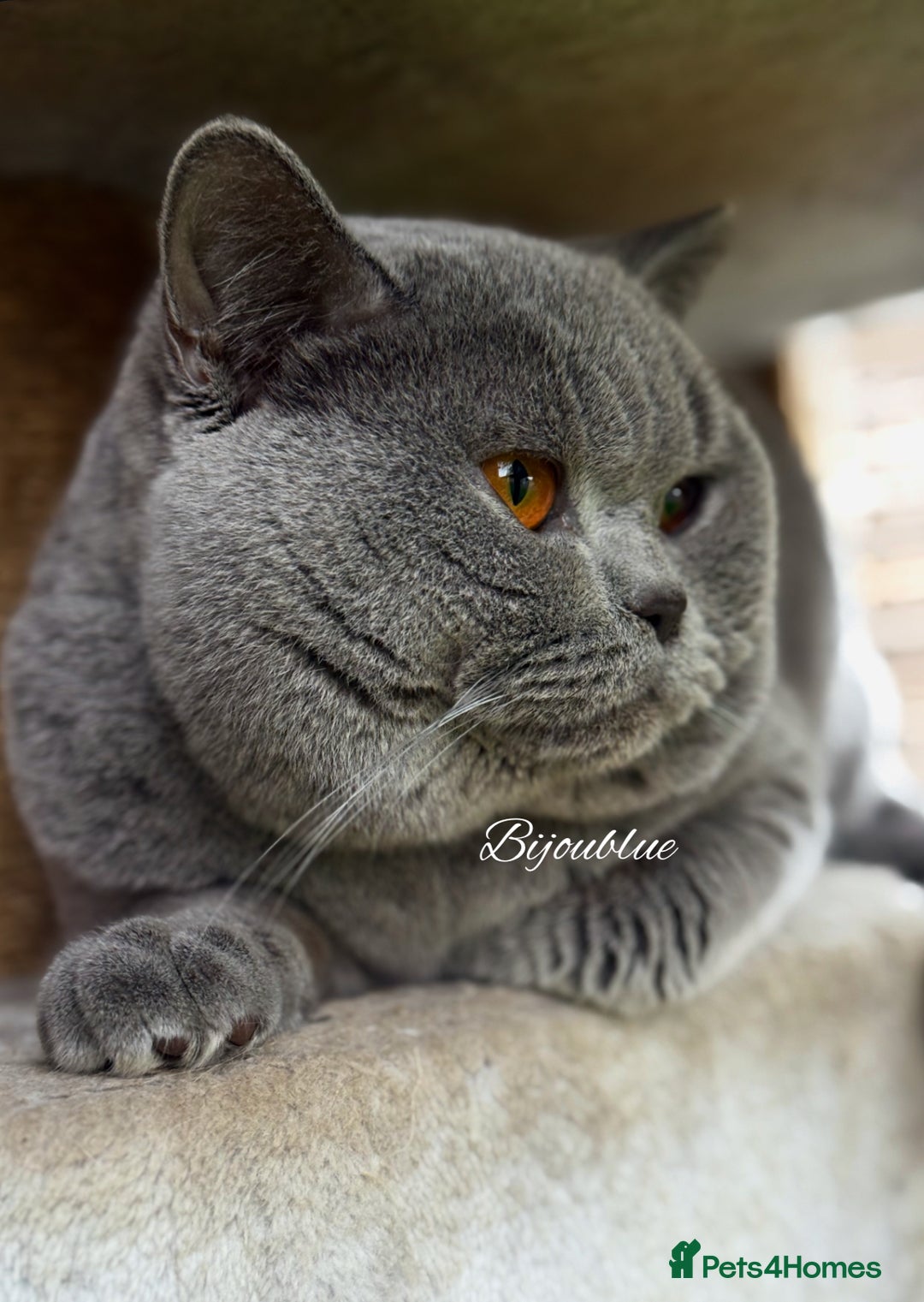 British Shorthair cats for stud: Exclusive Import • World-Class Type - Advert 1