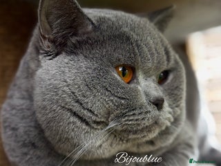 British Shorthair cats Brand New Import For Stud • World-Class Type - Advert 2
