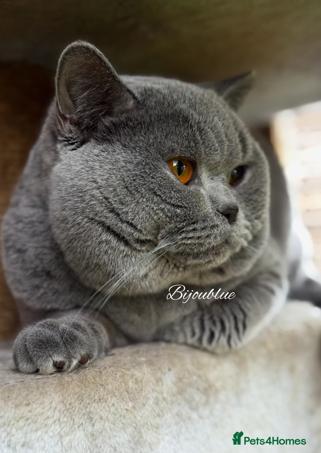 British Shorthair cats for stud: Exclusive Import • World-Class Type - Advert 1
