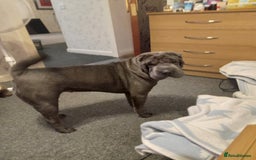 Shar Pei dogs for sale: Blue shar pei needing new home  - Image 1