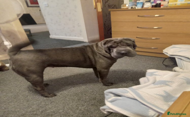 Shar Pei dogs - Advert 1
