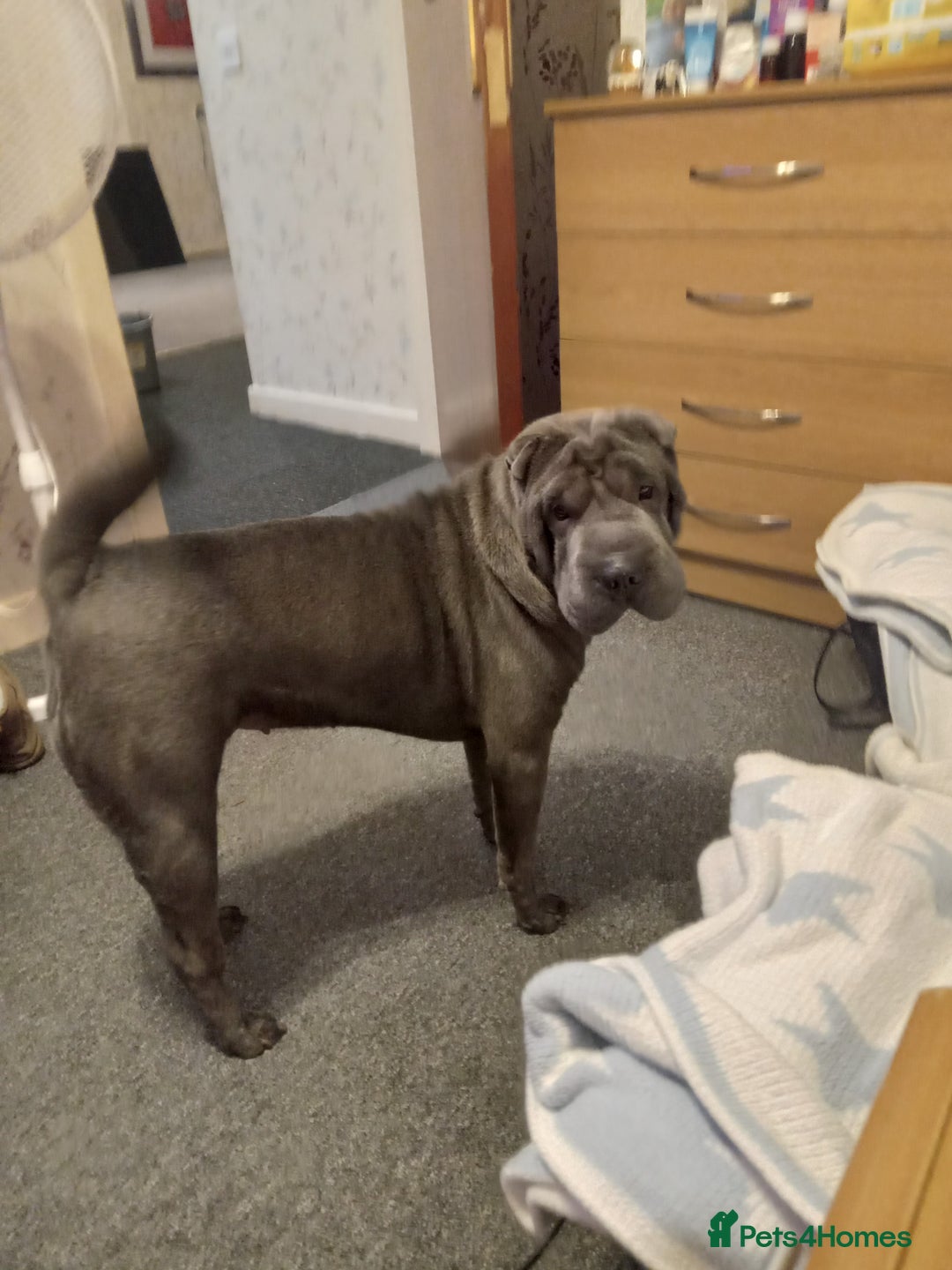 Shar Pei dogs for sale: Blue shar pei needing new home  - Image 1