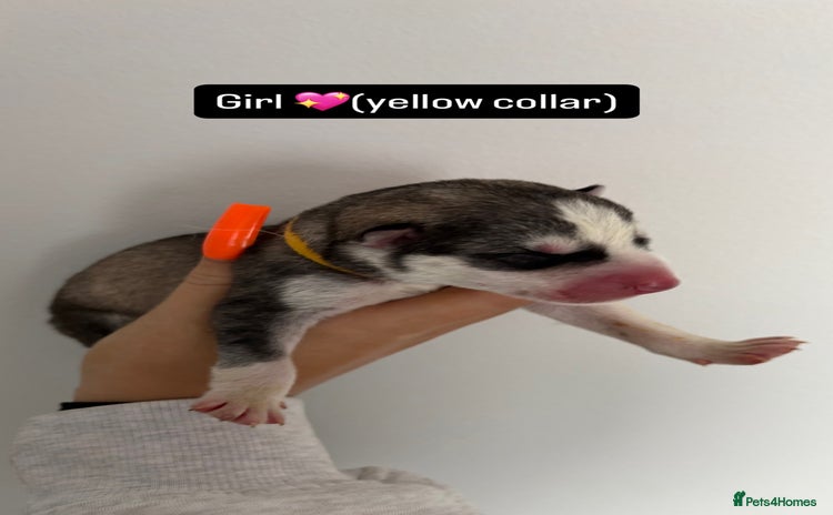 Siberian Husky dogs - Advert 1
