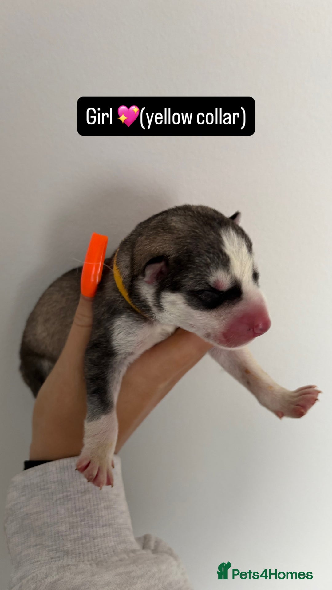 Siberian Husky dogs for sale: Husky puppies - Image 1