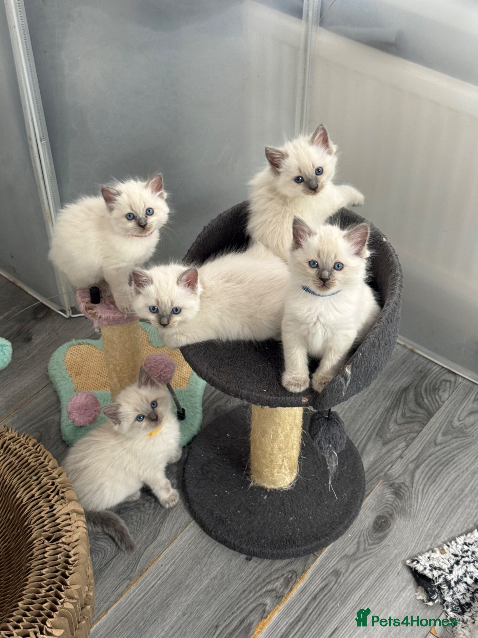 Ragdoll cats Stunning bluepoint ragdoll kittens  - Advert 1