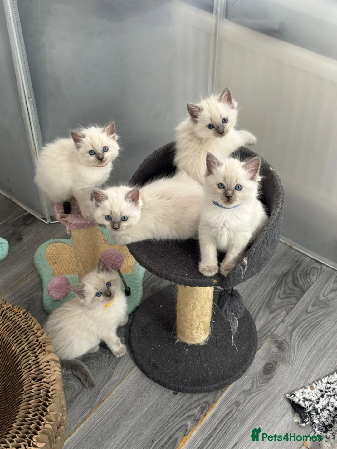 Ragdoll cats for sale: Stunning bluepoint ragdoll kittens  - Advert 1