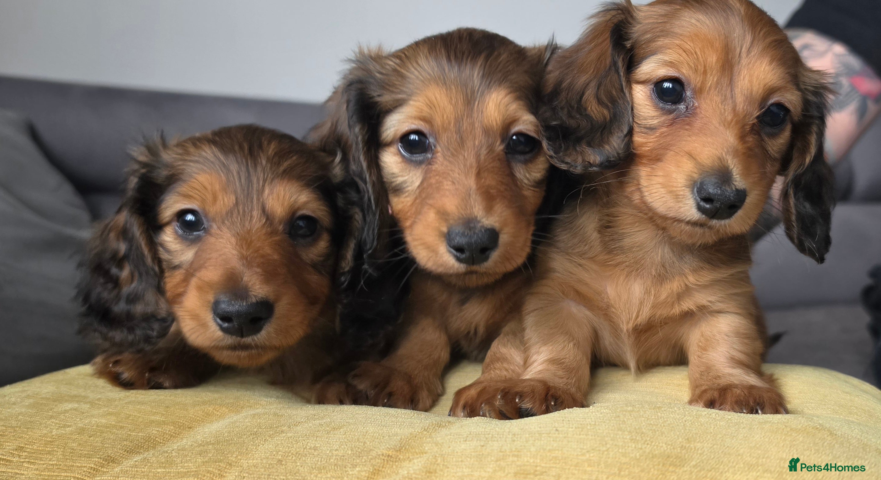 Miniature Dachshund dogs Miniature longhaired dachshunds shaded cream in Cambridge - Advert 1