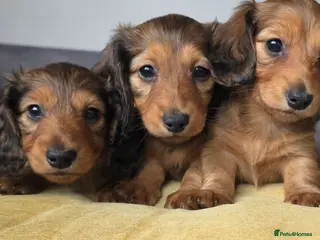 Miniature Dachshund dogs Miniature longhaired dachshunds shaded cream in Cambridge - Advert 1