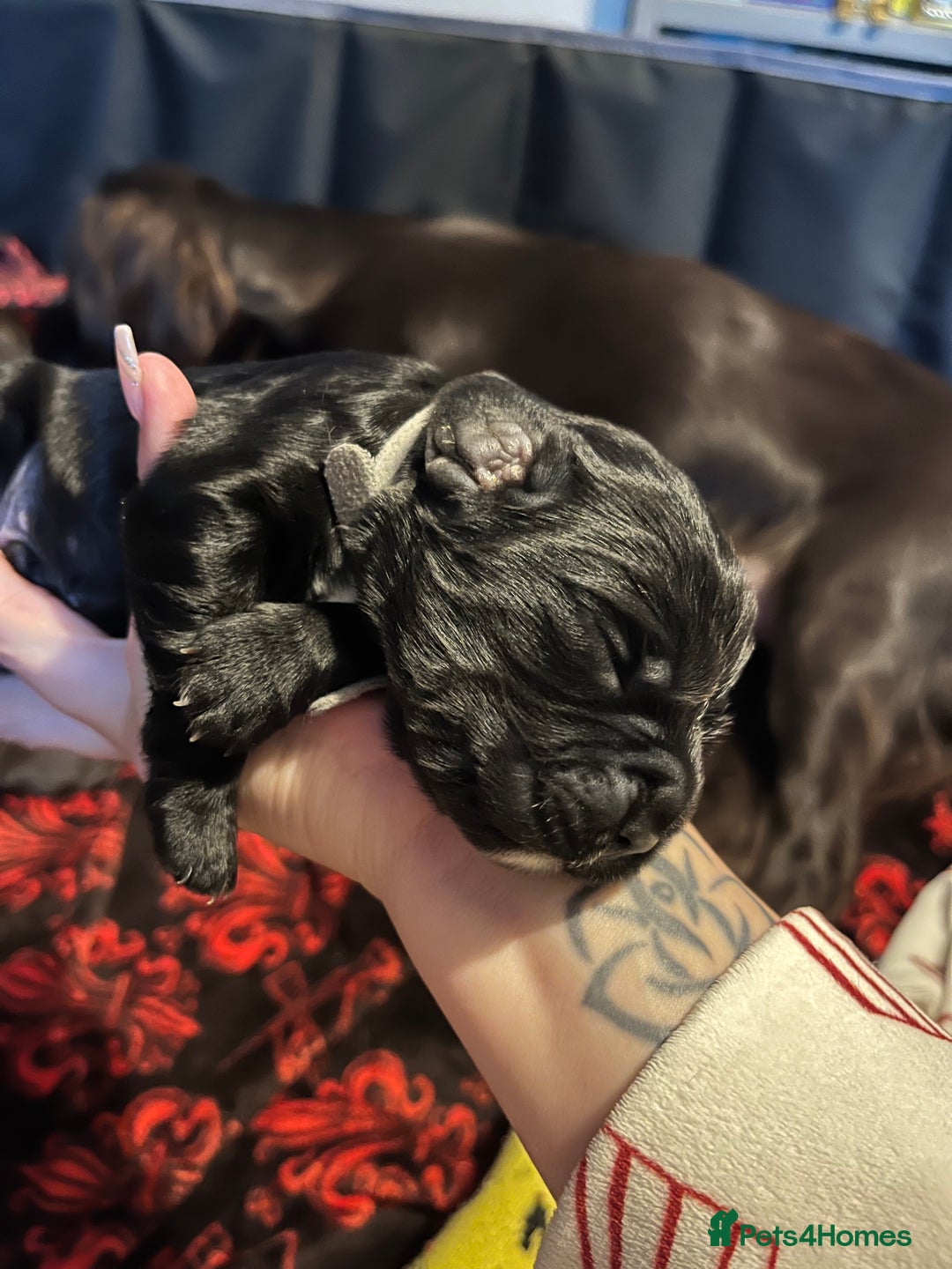 Cocker Spaniel dogs for sale: Cocker spaniels 🐶  - Advert 11