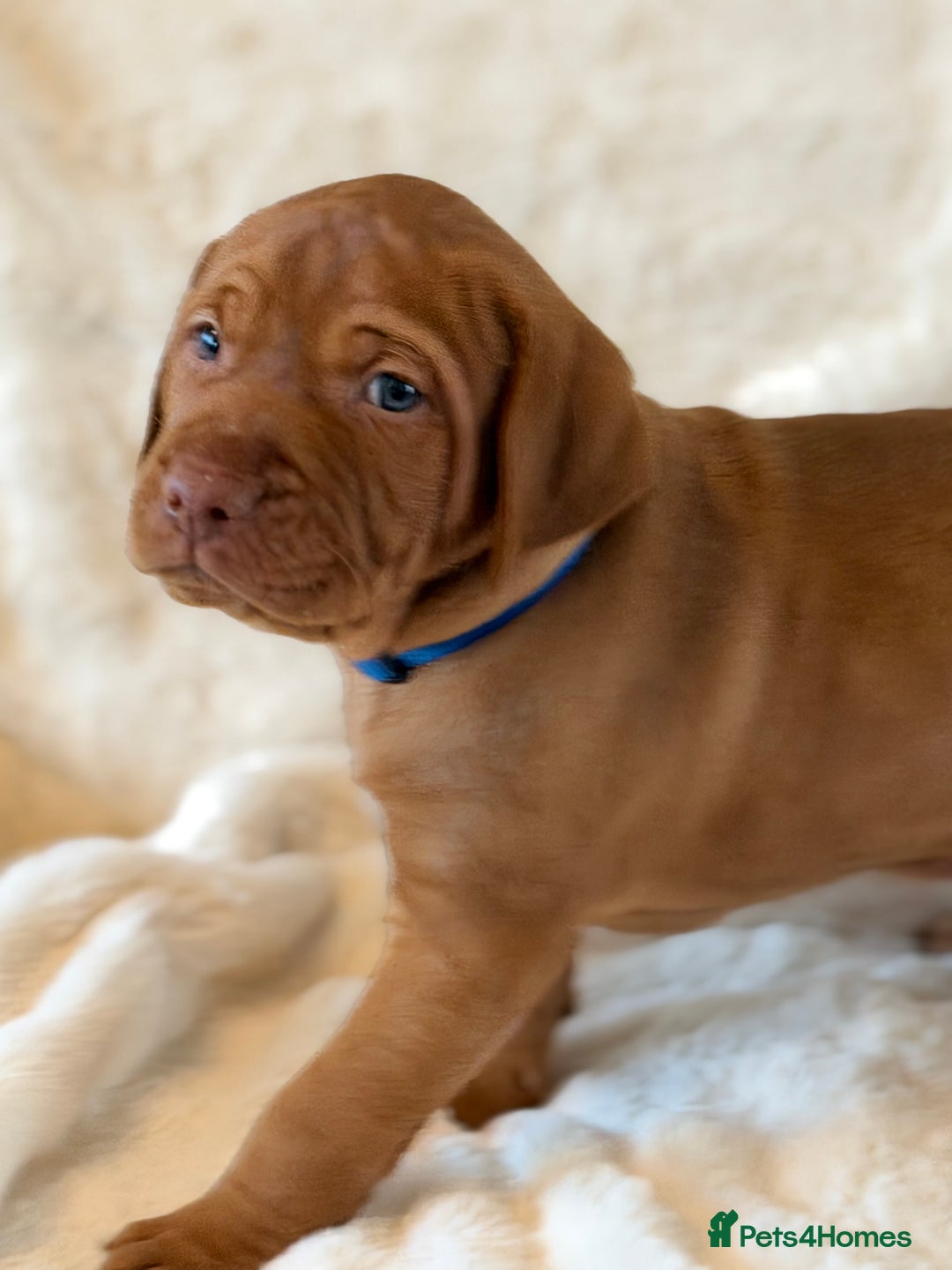 Hungarian Vizsla dogs for sale: Beautiful Hungarian Vizsla Puppies – 5⭐ Homes Only - Advert 3