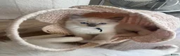 Ragdoll cats for sale: Pure Ragdoll Boys Available now  - Advert 25