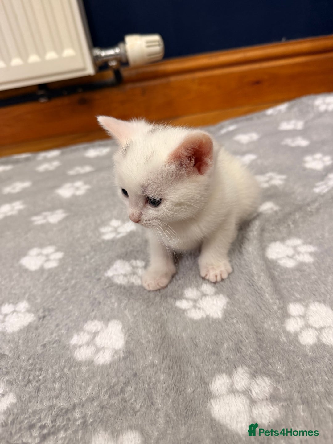 Mixed Breed cats for sale: 4 Kittens for Sale in Cam & Dursley - Advert 6