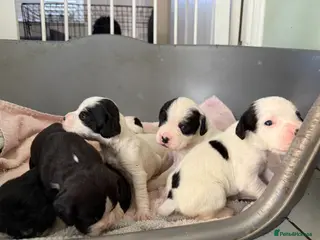 Mixed Breed dogs Adorable Boxer x Cocker Spaniel puppies 🐶 - Advert 9