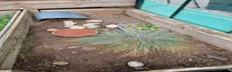 Hermann Tortoise reptiles for sale: Hermanns Tortoise - Advert 2
