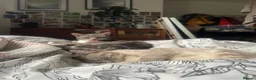 Bengal cats for sale: Stunning half Bengal kittens!  - Advert 4