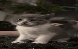 Mixed Breed cats for sale: Beautiful fluffy kittens for sale - Image 13