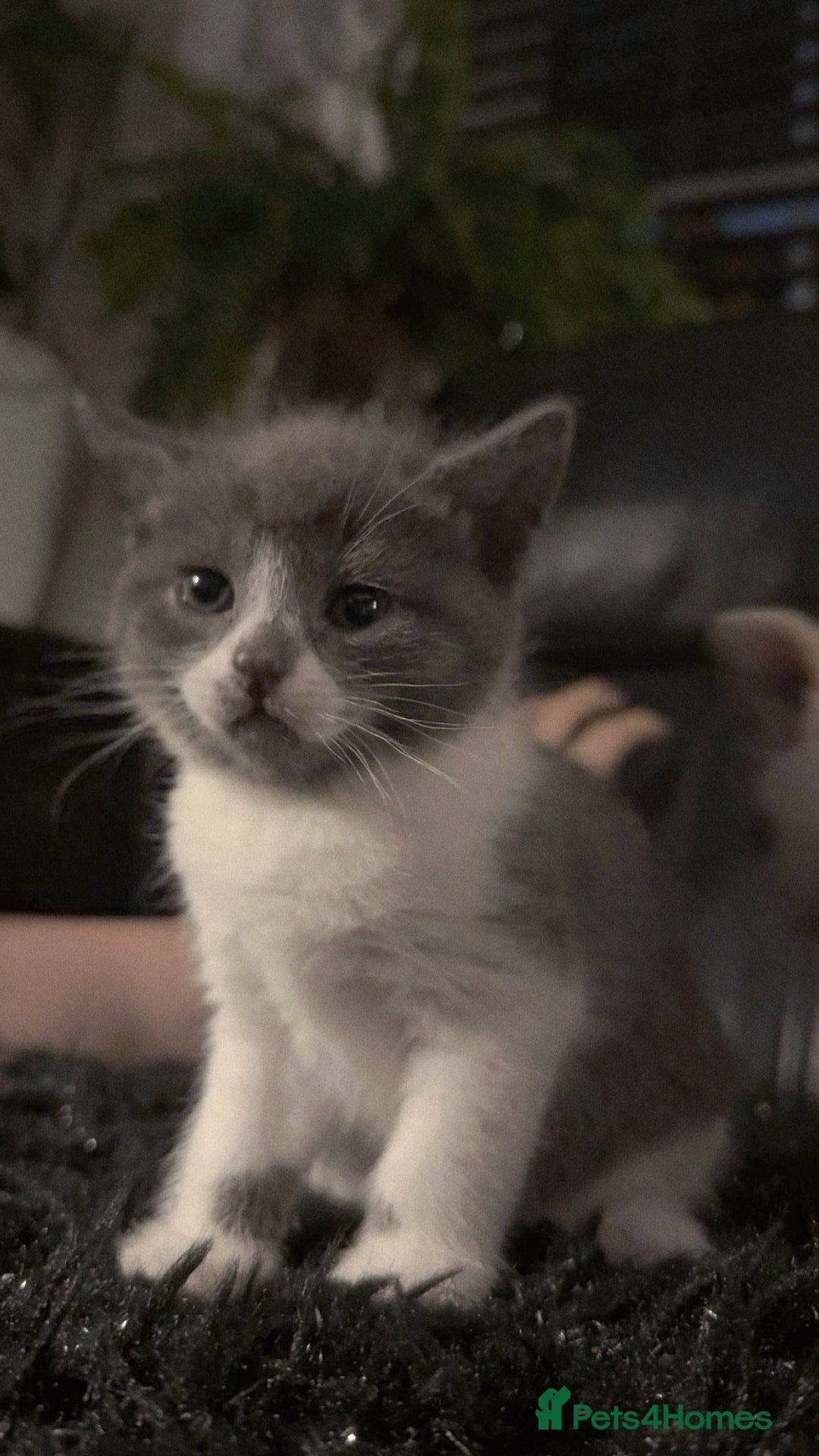 Mixed Breed cats for sale: Beautiful fluffy kittens for sale - Image 13