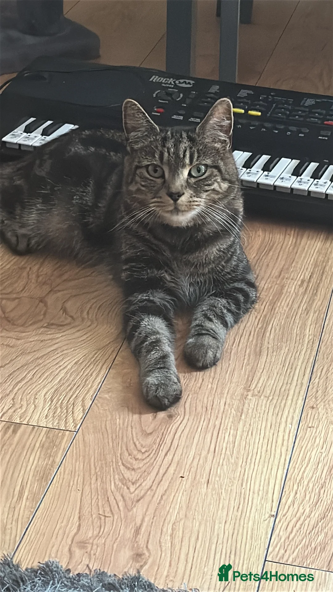 Mixed Breed cats for sale: Beautiful Tabby Female Cat in West Wickham - Advert 3