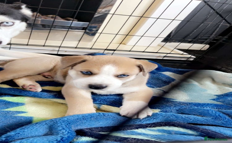 Mixed Breed dogs - Advert 2