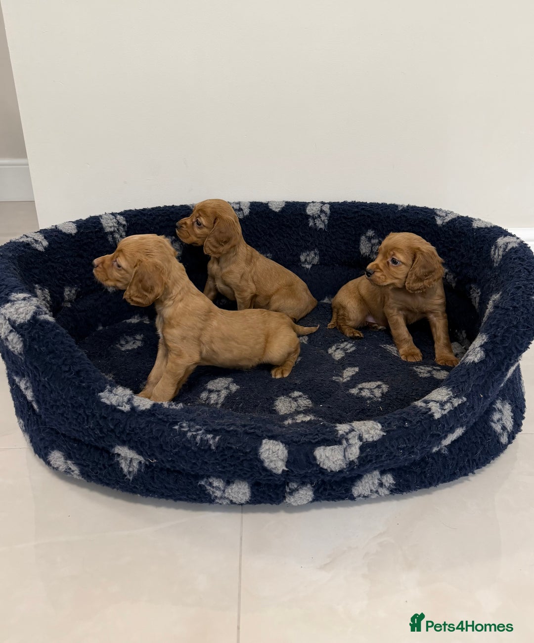Cocker Spaniel dogs for sale: Cocker Spaniel Puppies  - Advert 9