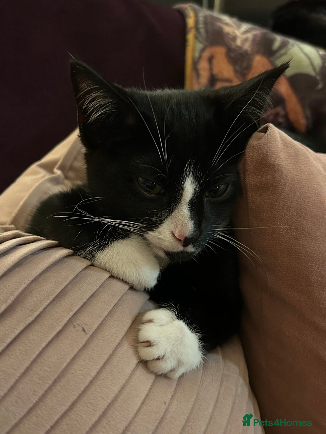 Mixed Breed cats for sale: Gorgeous, playful little kittens - Advert 4