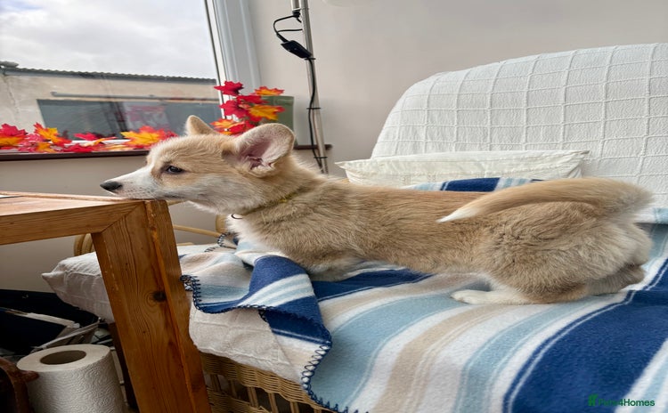 Welsh Corgi Pembroke dogs - Advert 1