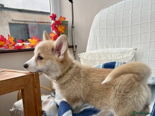 Welsh Corgi Pembroke dogs KC Registered Welsh Corgis - Advert 14